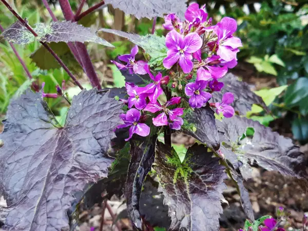 Blumen: Lunaria annua 