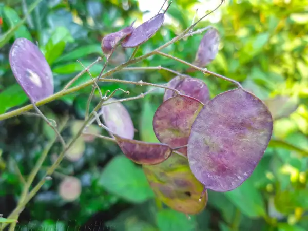 Blumen: Lunaria annua 