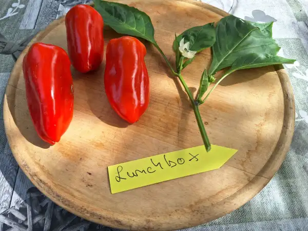 Chili / Paprika: Lunchbox - Paprika