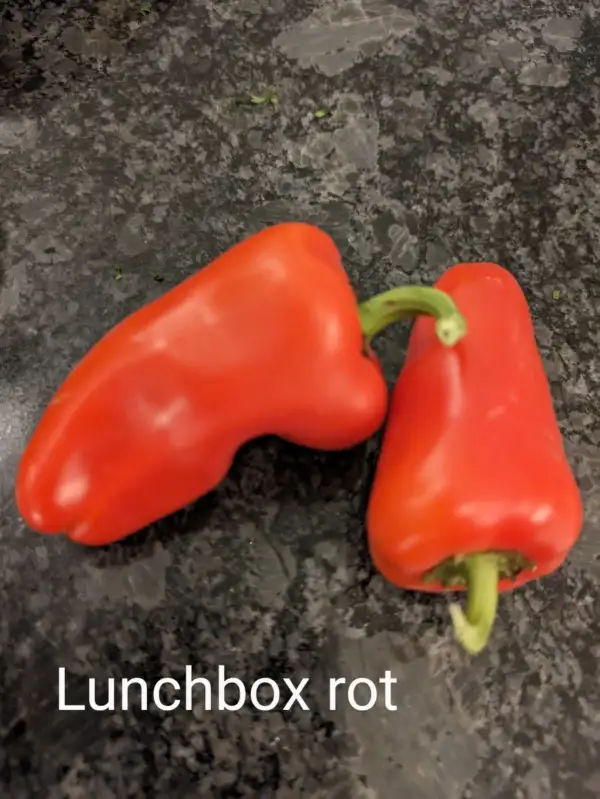 Chili / Paprika: Lunchbox rot