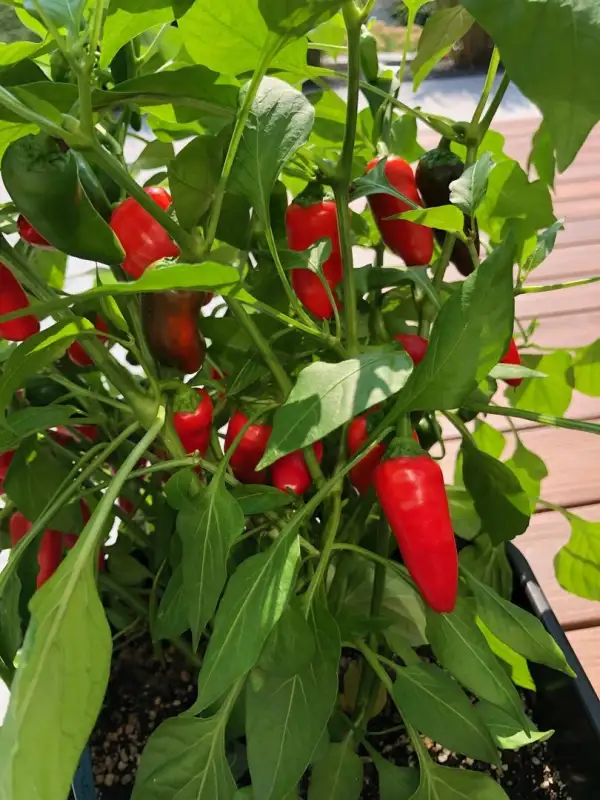 Chili / Paprika: Lunchbox Snack Paprika Rot