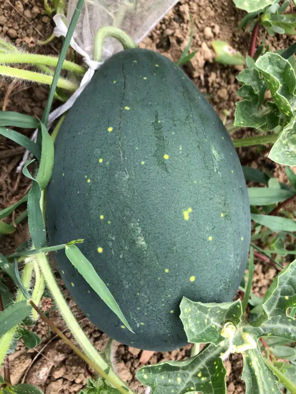 Obst: Lune-Étoiles Amish Strain wassermelone