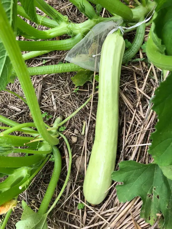 andere Gemüse: Lungo Bianco zucchini