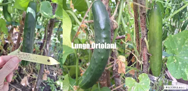 Gurken: Lungo ortolani