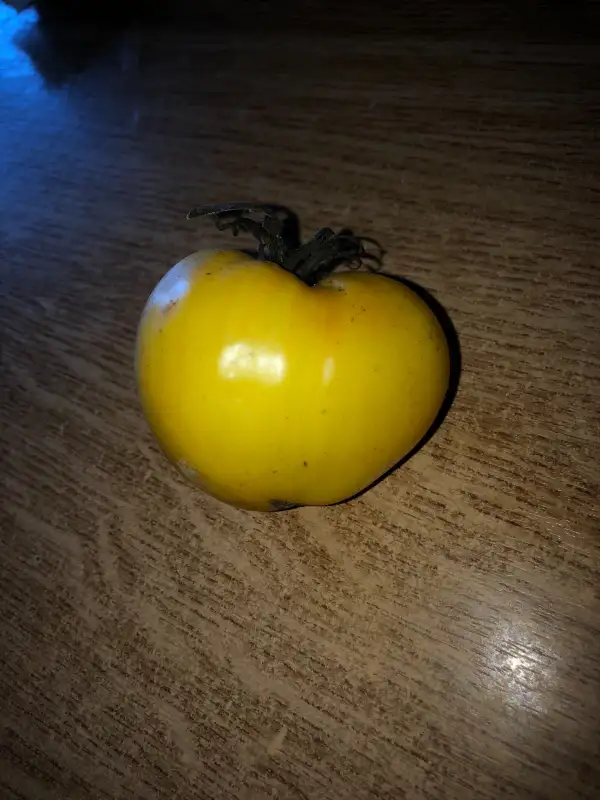 Tomaten: Lunnyi Vostorg