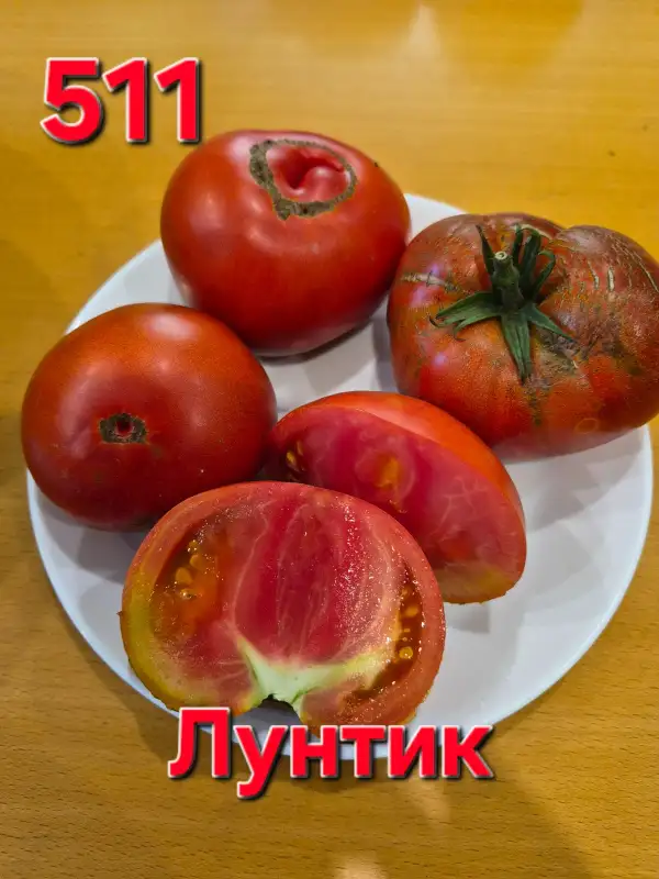 Tomaten: Luntik