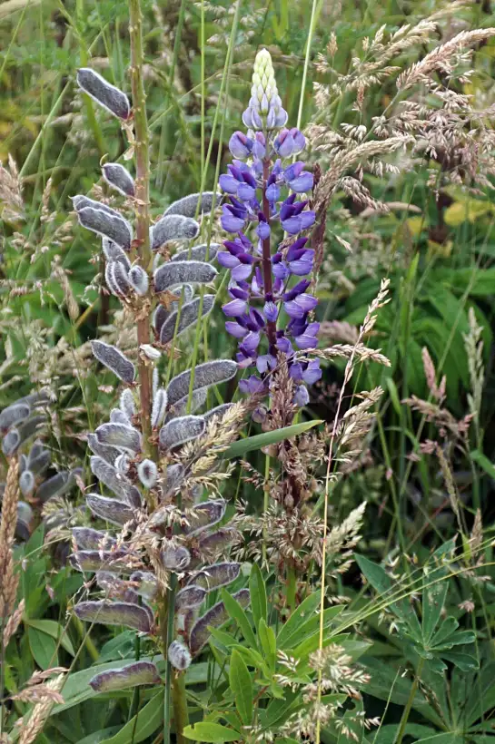 Blumen: Lupine blau