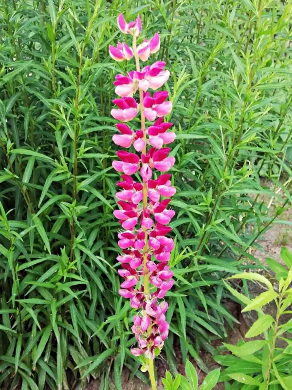 Blumen: Lupine rosa