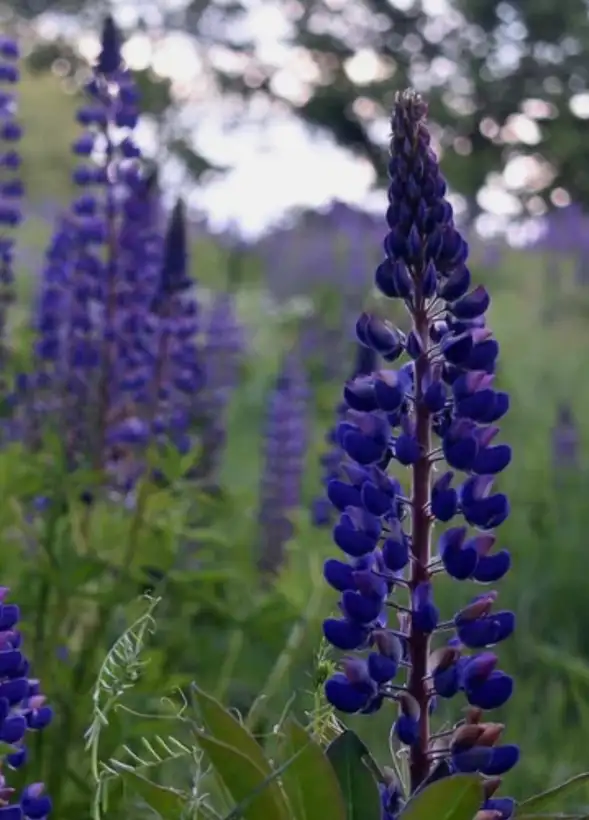 Blumen: Lupinen