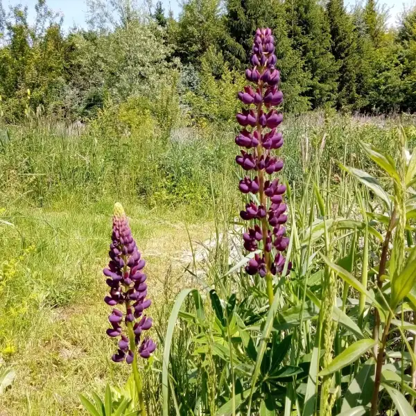 Blumen: Lupinen rosa-lila-pink, mehrjährig und selbstvermehrend, ideal für einen Bauerngarten