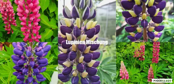 Blumen: Lupinie - Mix