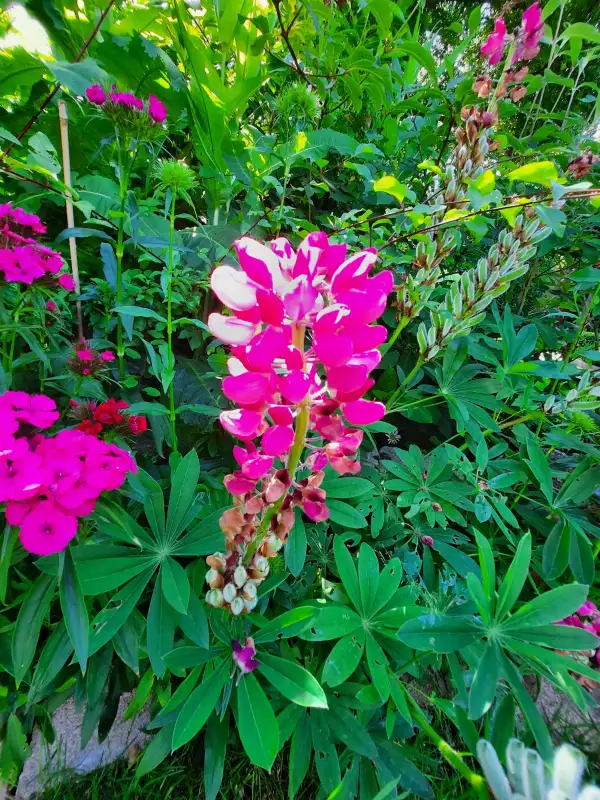 Blumen: Lupinie - Mix