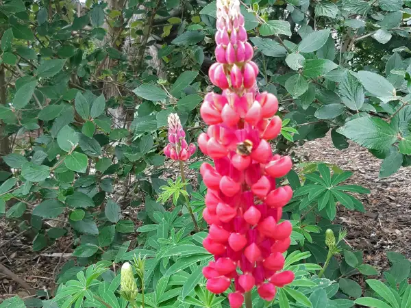Stauden / Gehölz: Lupinus polyphyllus 