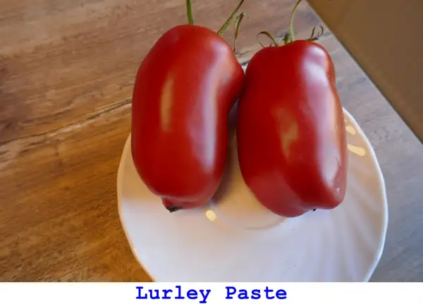 Tomaten: Lurley Paste