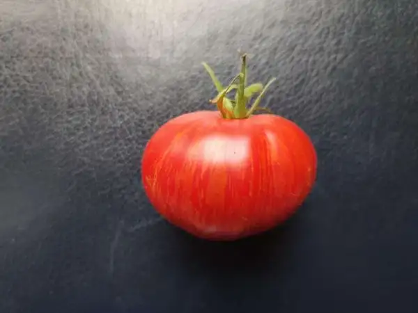 Tomaten: Lush Queen