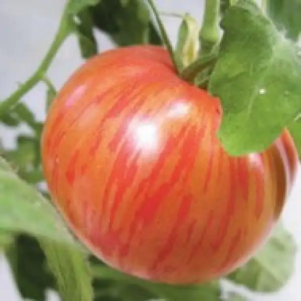 Tomaten: Lush Queen