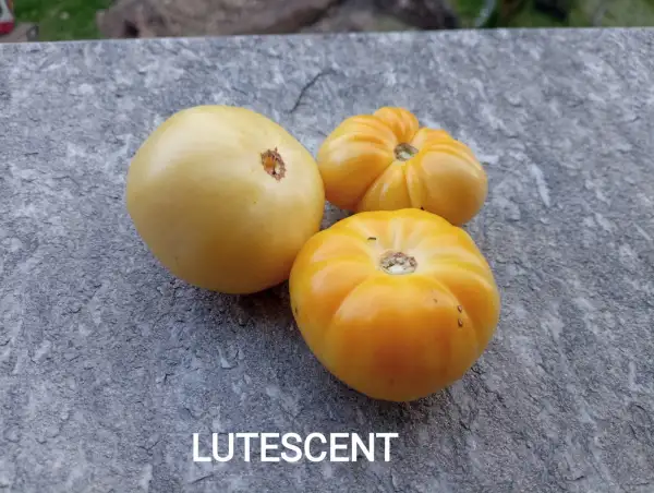 Tomaten: Lutescent