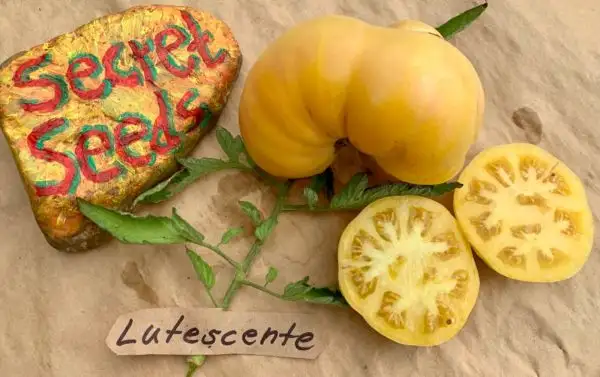 Tomaten: Lutescente