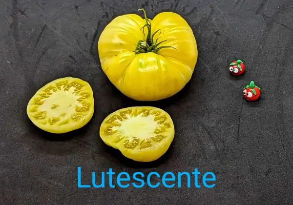 Tomaten: Lutescente