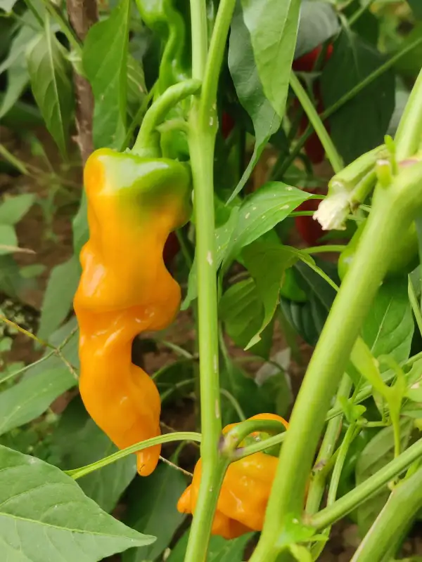 Chili / Paprika: Luzifer`s Dream