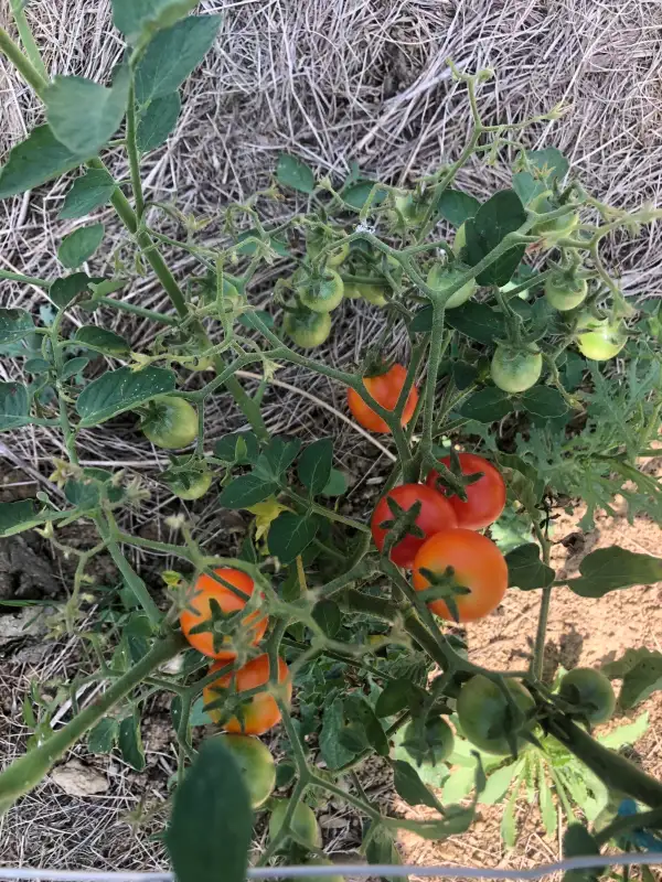 Tomaten: lyc. Americanum (type multiflora)