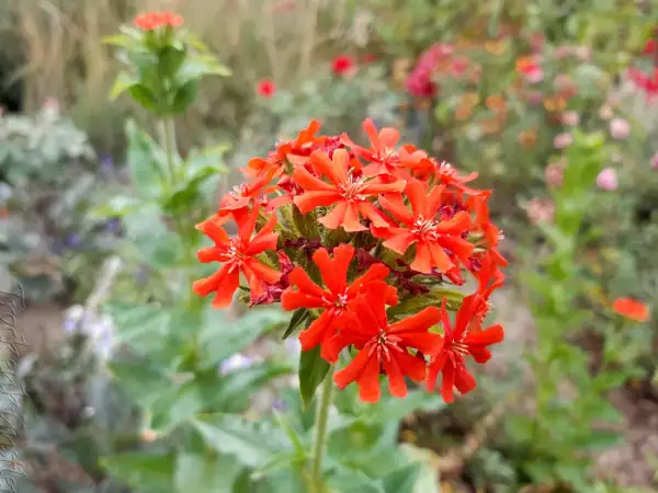Stauden / Gehölz: Lychnis chalcedonica ‣ ‣ Brennende Liebe ‣ Maltese cross