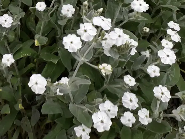 Stauden / Gehölz: Lychnis coronaria 