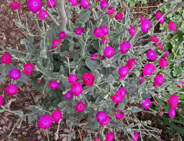 Stauden / Gehölz: Lychnis coronaria ‣ ‣ ‣ ‣Samtnelke ‣ Kronen-Lichtnelke ‣ Rose Campion