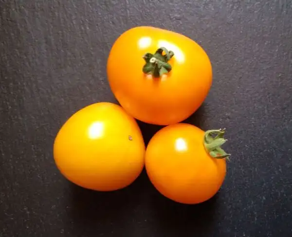 Tomaten: Lycopersicum macrocarpum Lutea