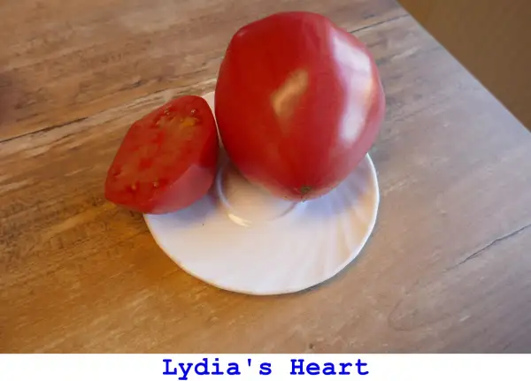 Tomaten: Lydia’s Heart