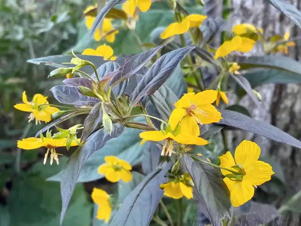 Stauden / Gehölz: Lysimachia ciliata