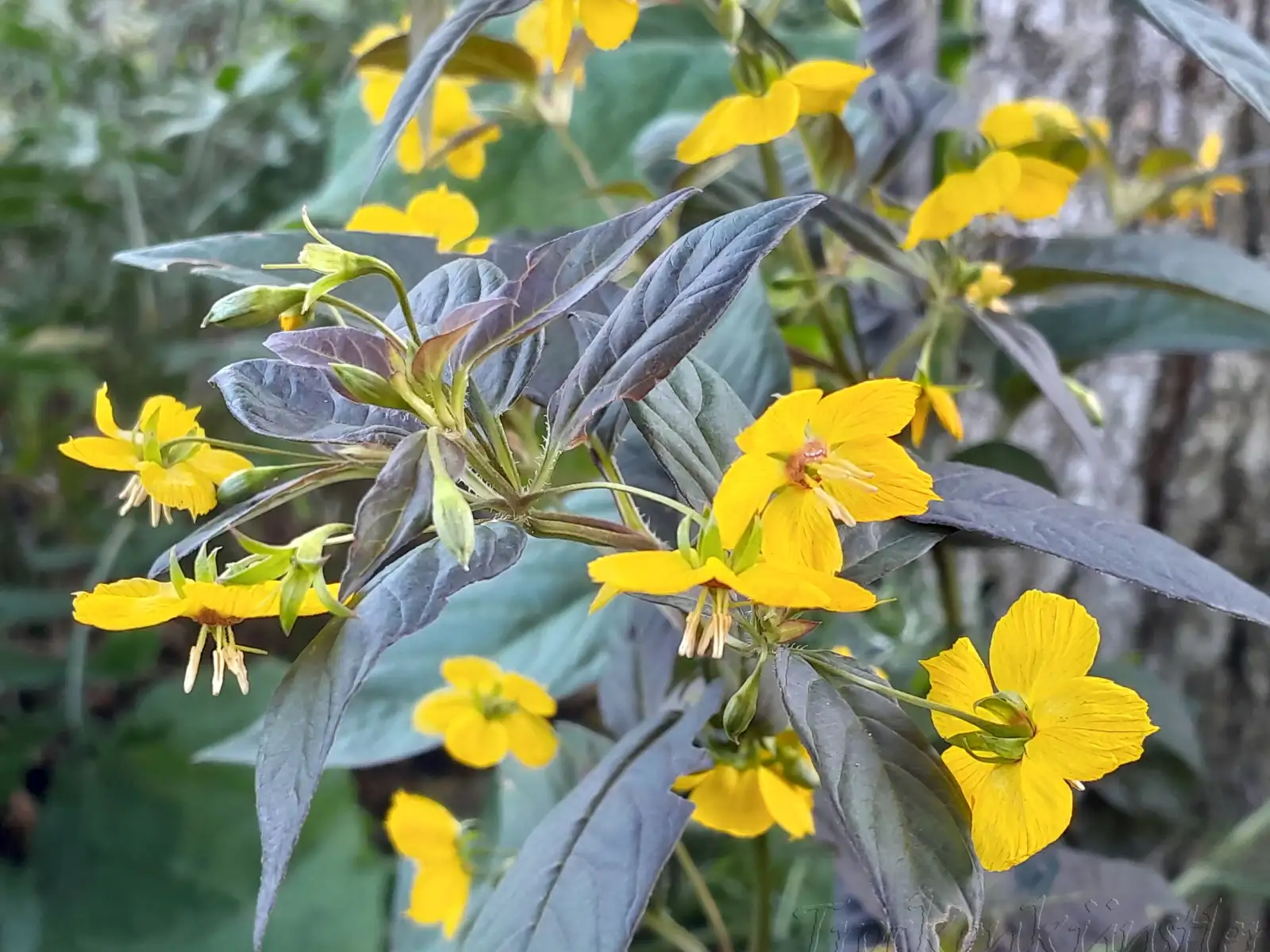 Stauden / Gehölz: Lysimachia ciliata 