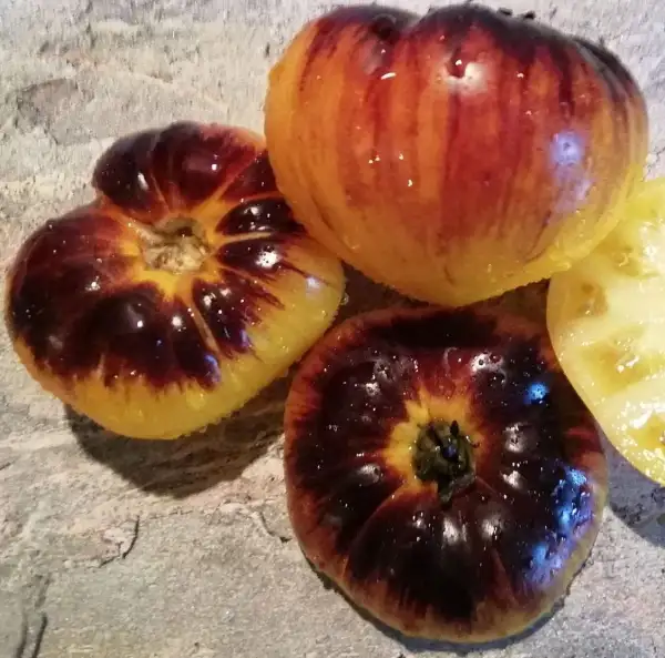 Tomaten: Lyudmila