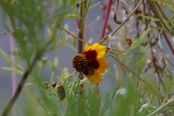 Blumen: Mädchenauge (Coreopsis tinctoria)