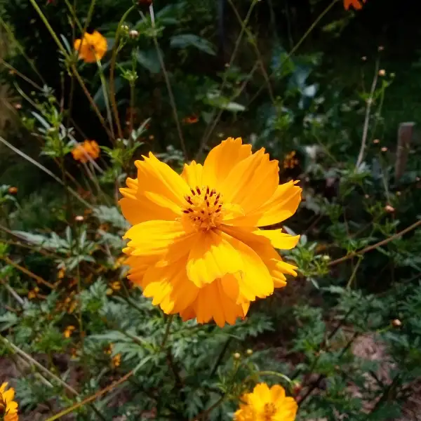 Blumen: Mädchenauge "Early Sunrise" 1,50m hohe, mehrjährige Staude. Prächtig, leuchtende, orangegelbe, halbgefüllte Blüten.