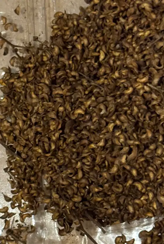 Kräuter: Mädesüß