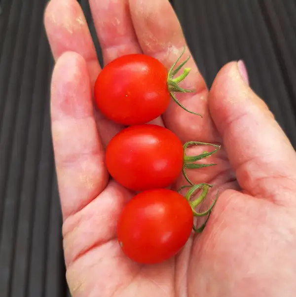 Tomaten: Mühls Mini