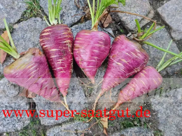 andere Gemüse: Möhre Karotte Gniff