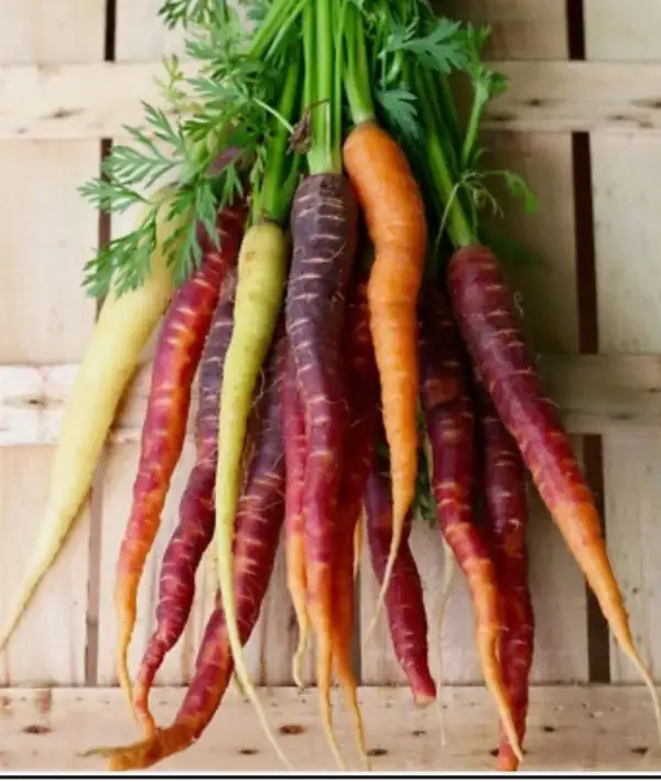 andere Gemüse: Möhren "Daucus carota ssp. Sativus" (bunt)