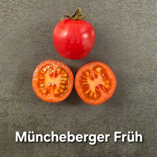 Tomaten: Müncheberger Früh