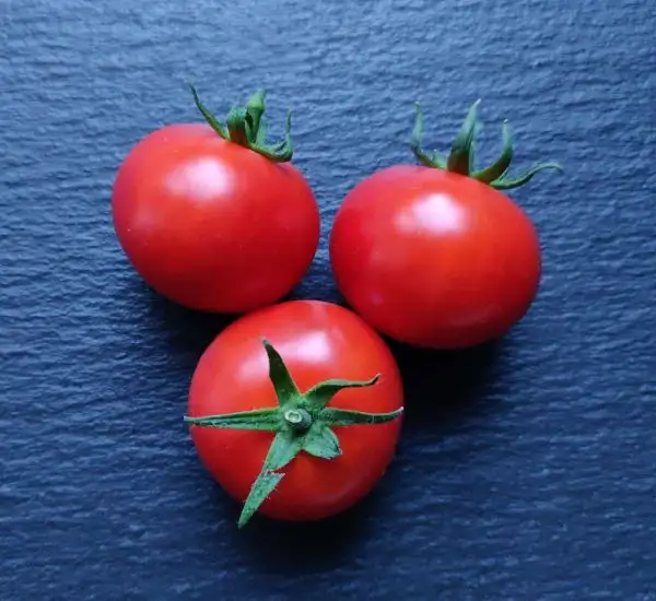 Tomaten: Müncheberger Frühtomate