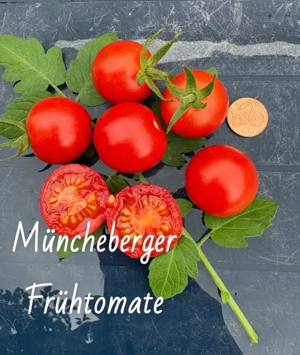 Tomaten: Müncheberger Frühtomate (VEN)