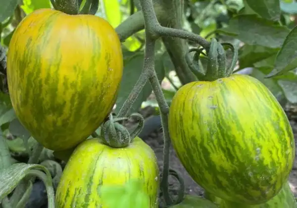 Tomaten: Märchenelf