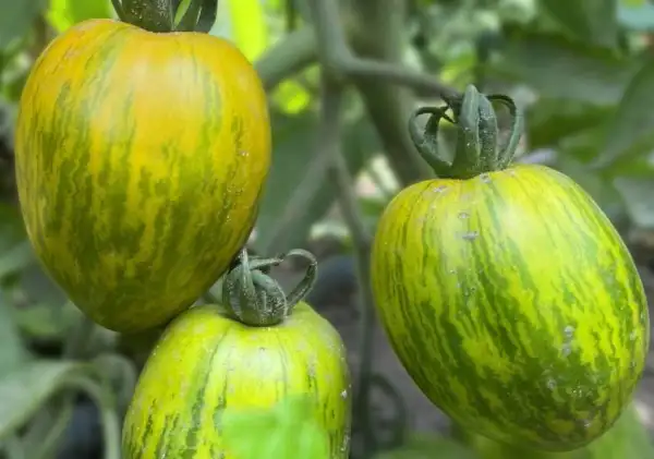 Tomaten: Märchenelf
