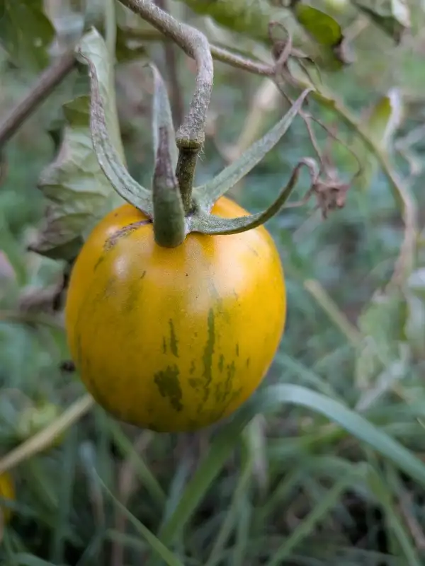 Tomaten: Märchenelf