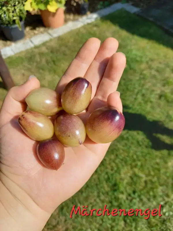 Tomaten: Märchenengel