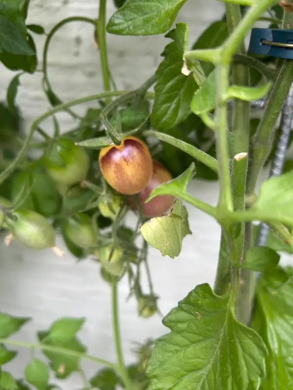 Tomaten: Märchenengel