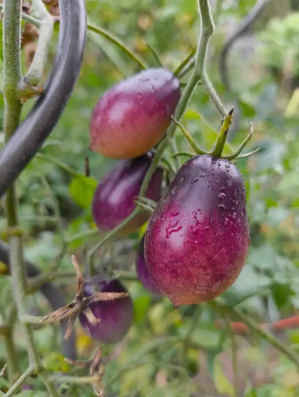 Tomaten: Märchenengel