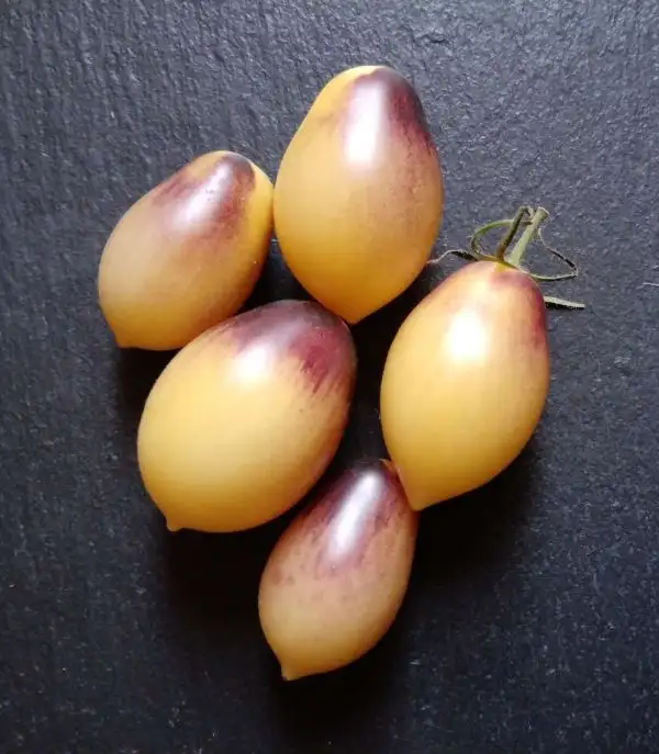 Tomaten: Märchenengel