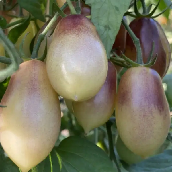 Tomaten: Märchenengel